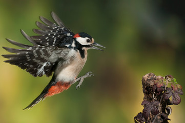 flying great spotted woodpecker - dendrocopos major