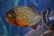 Single Adult Red Bellied Piranha Scavenger Freshwater Fish With Blue Background