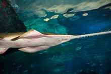Underside Of A Smalltooth Or Green Sawfish A Ray With A Flat Rostrum With Teeth