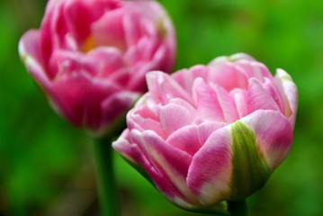 Luxurious bright pink tulips in the garden in spring close-up