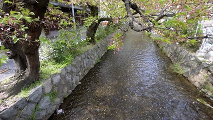 Wall Mural - Kyoto residential neighborhood in spring with cherry blossom flower petals floating on river canal water in April in Japan in slow motion