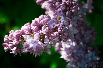 Branch of blossoming lilac