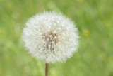 Fototapeta Dmuchawce - close up of fluffy blowball head in green grass