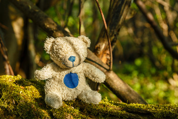 white teddy bear with a blue nose sits on a tree with moss in the forest