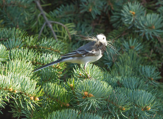 Wall Mural - White wagtail (Motacilla alba) with nest material in beak