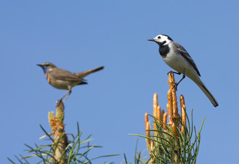 Wall Mural - White Wagtail and Bluethroat sitting on the top of pine tree