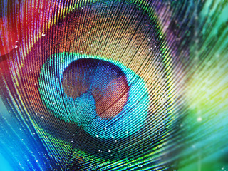 Colorful peacock feather