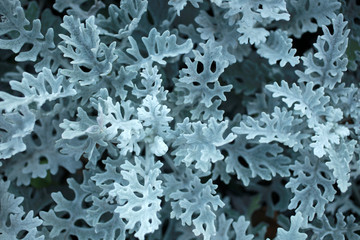 Jacobaea maritima (silver ragwort), for backgrounds or textures