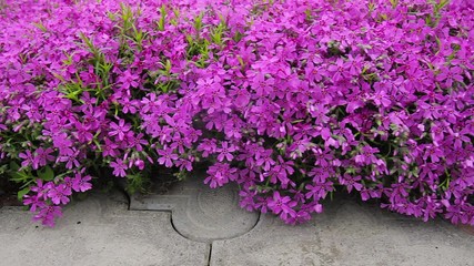 Sticker - purple flowers in the garden