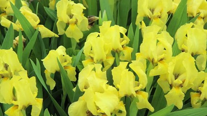 Sticker - Yellow Iris flowers are in full bloom