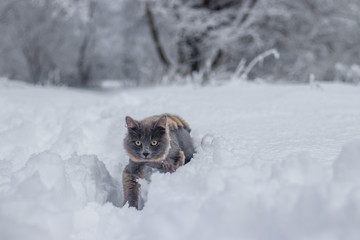 Wall Mural - Gray cat walking in the snow. Pet walks on white snow