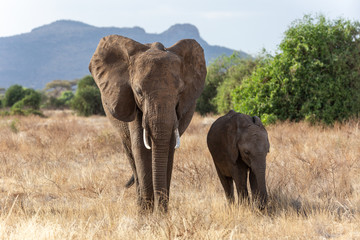 Mother and baby elephant in brown grass