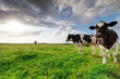 milk cows on sunny pasture and sunshine