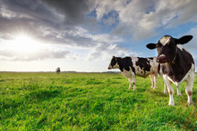 Milk Cows On Sunny Pasture And Sunshine
