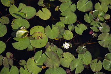 Wall Mural - Top view of one single white waterlily among green lily pads in black water