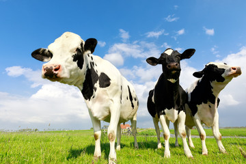 milk cows close up over blue sky