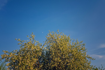 Blooming branches of the apple tree on the background of the blue sky soft focus.