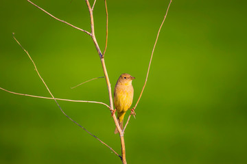 Nature and bird. Cute littie bird. Colorful nature background.