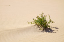 Green Plant In A Desert.