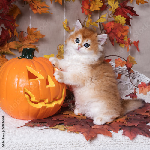 The Kitten Breed British Shorthair Golden Chinchilla Color
