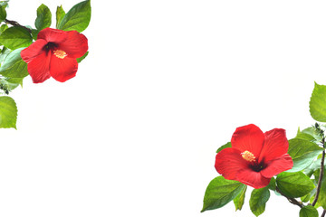 Hibiscus flower on a white background