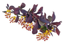 Spring May Branch Of Blossoming Wild Barberry Bush With Yellow Small Flowers Isolated