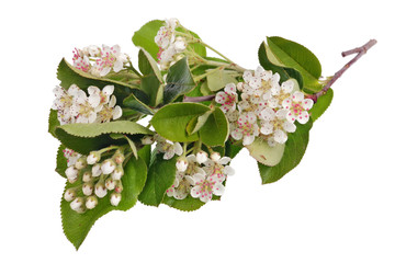 Wall Mural - spring may branch of blossoming wild bird cherry tree with white small flowers isolated