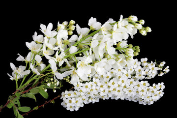 Wall Mural - white spring blossom flowers of forest wild plum and bird cherry trees isolated black