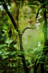 Wall Mural - Lilac kingfisher perches on a branch in indonesian jungle,family Alcedinidae, endemic species to Indonesia, Exotic birding in Asia, Tangkoko, Sulawesi, beautiful bird in tropical forest environment