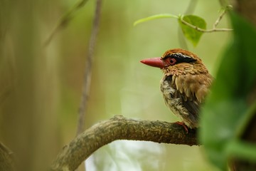 Wall Mural - Lilac kingfisher perches on a branch in indonesian jungle,family Alcedinidae, endemic species to Indonesia, Exotic birding in Asia, Tangkoko, Sulawesi, beautiful bird in tropical forest environment