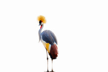 Black Crowned Crane Isolated