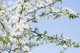 Fototapeta  - Branches with blooming white flowers