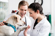 © Kzenon - Dog giving handshake to a veterinarian