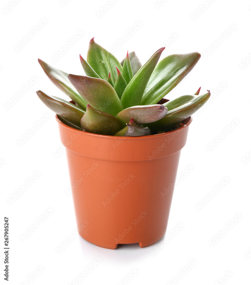 Succulent in pot on white background