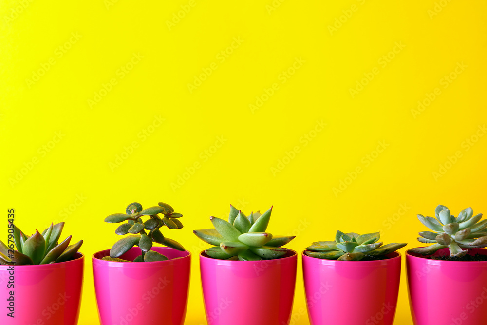 Pots with succulents on color background