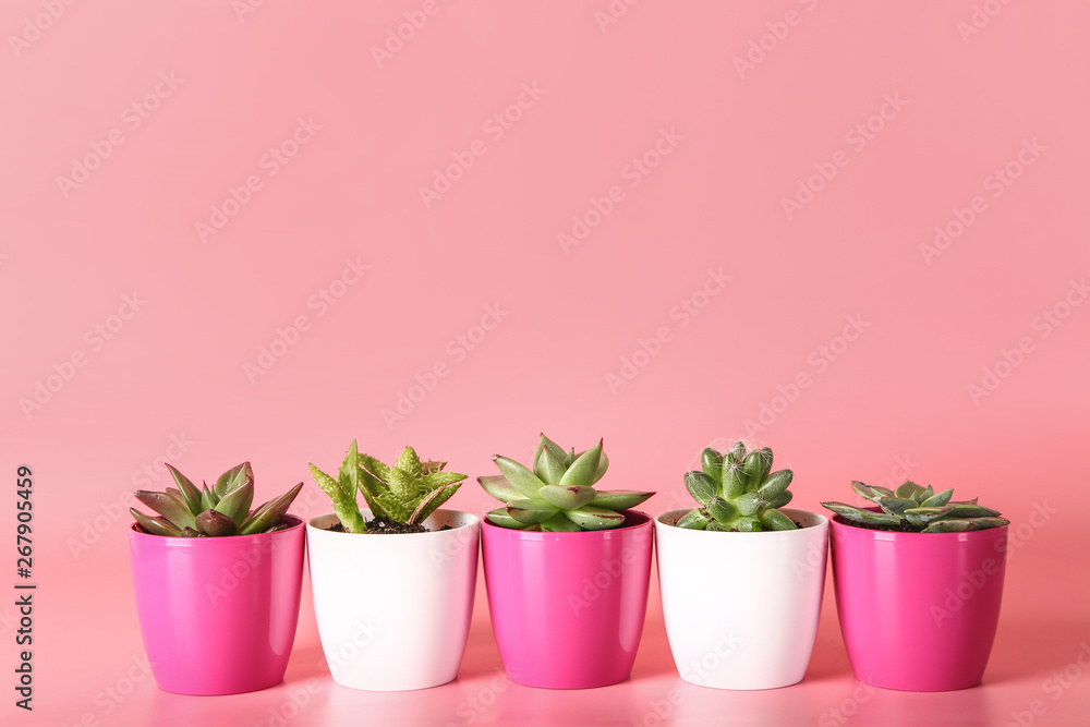 Pots with succulents and cacti on color background
