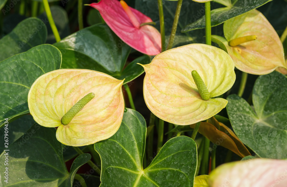 Green yellow color of Anthurium flower blooming in botanic garden (Anthurium  andraeanum, Araceae or Arum) Stock Photo | Adobe Stock