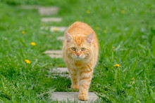 Ginger Cat On A Background Of Green Grass In The Summer On A Sunny Day.