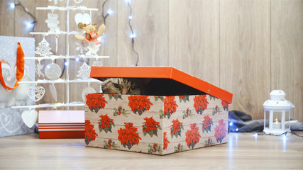 Cat hiding in the Christmas gift box