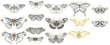  Set of watercolor butterflies on a white background, mystical butterflies