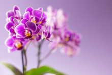 Beautiful Purple Orchid Flowers With Two Green Leaves On Light Purple Background - Text Space