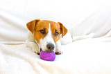 Fototapeta Pokój dzieciecy -  jack russell terrier lies on a white bedspread and holds a ball in his mouth