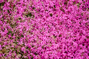 Beautiful field of blossoming purple and pink flowers in spring