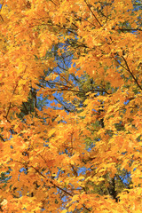 Wall Mural - trees with fall foliage on country park