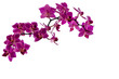 Violette Orchideen freigestellt vor weißem Hintergrund