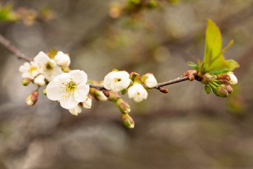 blooming Apple tree branch close-up as background or Wallpaper design