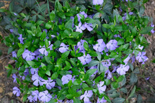 Small Bush Blooming Purple Periwinkle In The Park, Top View. Vinca Minor (small Periwinkle, Common Periwinkle) Grows Equally Well In The Wild Forest And In The Garden.