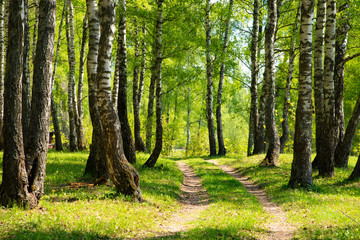 Landscape birch forest in spring