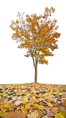 Canvas Print - yellow autumn maple tree and leaves on grass