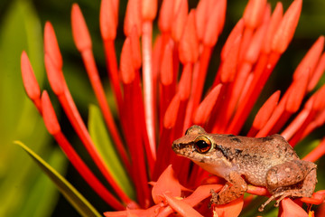 Lesser Antillean Whistling Frog (Eleutherodactylus johnstonei)